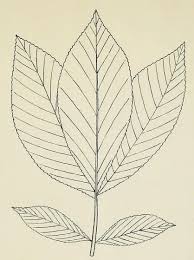 Attēlu rezultāti vaicājumam “Carya ovata leaf”