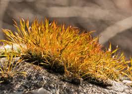 Attēlu rezultāti vaicājumam “Tortula muralis sporophyte”