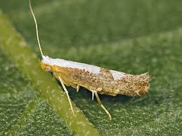 Attēlu rezultāti vaicājumam “Argyresthia spinosella”