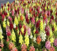 Image result for Antirrhinum majus maximum