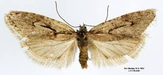 Attēlu rezultāti vaicājumam “Semioscopis avellanella”