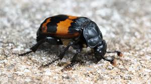 Attēlu rezultāti vaicājumam “Nicrophorus investigator”