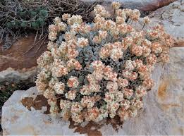 Attēlu rezultāti vaicājumam “Astragalus arenarius flower”