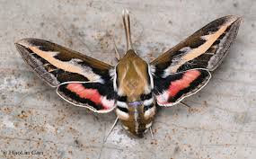 Attēlu rezultāti vaicājumam “Hyles gallii imago”