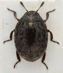 Attēlu rezultāti vaicājumam “Cytilus sericeus”