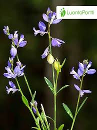 Attēlu rezultāti vaicājumam “Polygala comosa flower”