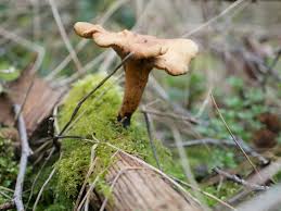 Attēlu rezultāti vaicājumam “Polyporus tubaeformis”