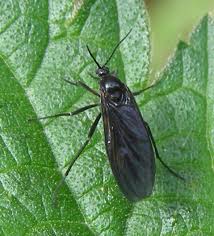Attēlu rezultāti vaicājumam “Sciaridae”