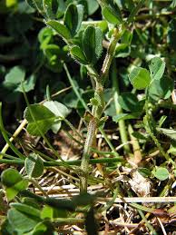 Attēlu rezultāti vaicājumam “Vicia lathyroides leaf”