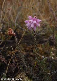 Attēlu rezultāti vaicājumam “Erica tetralix leaf”