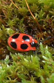 Attēlu rezultāti vaicājumam “Endomychus coccineus”