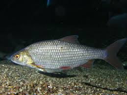 Image result for Rutilus rutilus