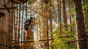 Image result for The Go Ape Experience (Delamere Forest)
