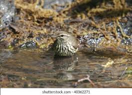 Image result for Seiurus noveboracensis