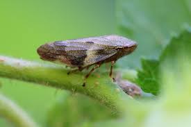 Attēlu rezultāti vaicājumam “Aphrophoridae”
