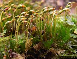 Attēlu rezultāti vaicājumam “Fissidens bryoides sporophyte”