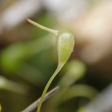 Attēlu rezultāti vaicājumam “Funaria hygrometrica sporophyte”