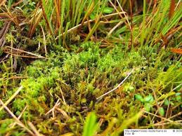 Attēlu rezultāti vaicājumam “Meesia triquetra”