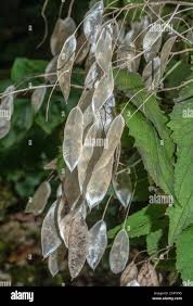 Attēlu rezultāti vaicājumam “Lunaria rediviva bud”