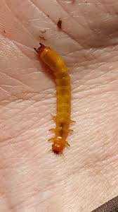 Attēlu rezultāti vaicājumam “Cucujidae”