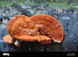 Attēlu rezultāti vaicājumam “Pycnoporus cinnabarinus”