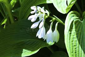 Attēlu rezultāti vaicājumam “Hosta sp. flower”