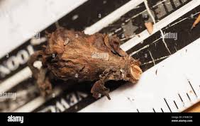 Attēlu rezultāti vaicājumam “Rabdophaga salicis”