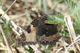 Attēlu rezultāti vaicājumam “Aglais urticae upperside”