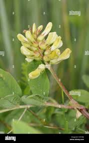 Attēlu rezultāti vaicājumam “Astragalus arenarius leaf”