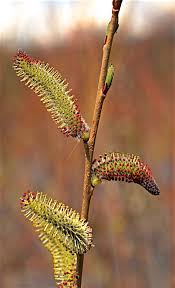Attēlu rezultāti vaicājumam “Salix purpurea male flower”