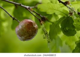 Attēlu rezultāti vaicājumam “Biorhiza pallida”