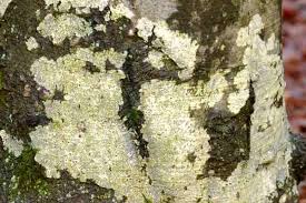 Attēlu rezultāti vaicājumam “Graphis scripta”