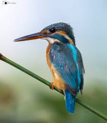 Attēlu rezultāti vaicājumam “Alcedo atthis”