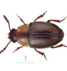 Attēlu rezultāti vaicājumam “Leiodidae”