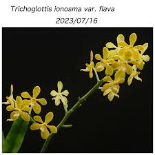 Attēlu rezultāti vaicājumam “Trichia flavicoma”