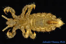 Attēlu rezultāti vaicājumam “Pediculus humanus capitis”