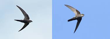 Image result for Apus pacificus