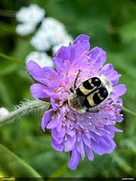 Attēlu rezultāti vaicājumam “Fuligo licentii”