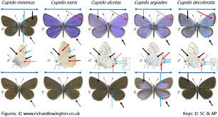 Attēlu rezultāti vaicājumam “Cupido minimus underside”