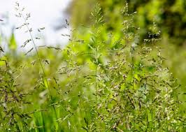Attēlu rezultāti vaicājumam “Festuca ovina fruit”