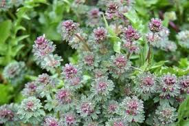 Attēlu rezultāti vaicājumam “Lamium amplexicaule flower”
