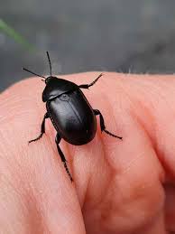 Attēlu rezultāti vaicājumam “Xylita laevigata”