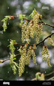 Attēlu rezultāti vaicājumam “Carpinus betulus male flower”