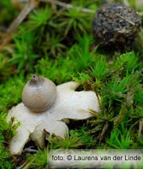 Attēlu rezultāti vaicājumam “Geastrum minimum”