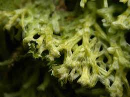 Attēlu rezultāti vaicājumam “Metzgeria violacea”