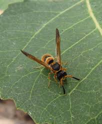 Attēlu rezultāti vaicājumam “Ancistrocerus sp.”