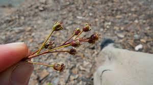 Attēlu rezultāti vaicājumam “Amelanchier spicata flower”