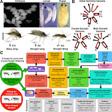 Attēlu rezultāti vaicājumam “Sciara analis”