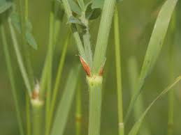 Image result for Onobrychis viciifolia
