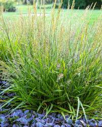 Attēlu rezultāti vaicājumam “Calamagrostis purpurea fruit”